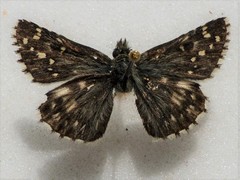 Pyrgus centaureae