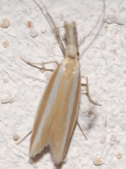 Pleurota aristella