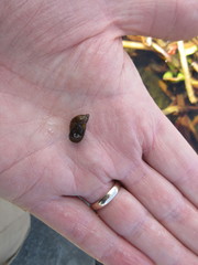 Pseudosuccinea columella