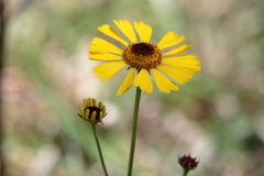 Helenium brevifolium