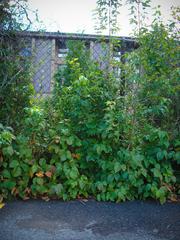 Toxicodendron radicans