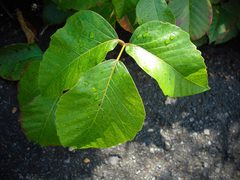 Toxicodendron radicans