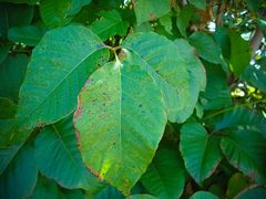 Toxicodendron radicans