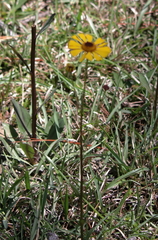 Helenium brevifolium