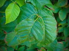 Toxicodendron radicans