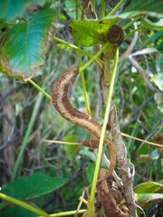 Toxicodendron radicans