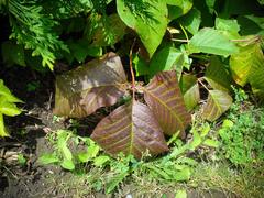 Toxicodendron radicans