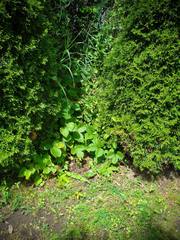 Toxicodendron radicans