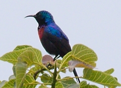 Cinnyris erythrocercus