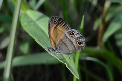 Pharneuptychia pharnabazos