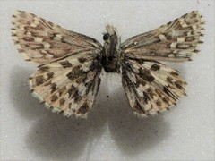 Pyrgus centaureae