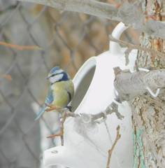 Cyanistes caeruleus