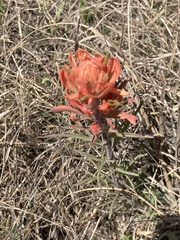 Castilleja lindheimeri