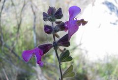 Salvia recognita