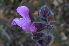 Salvia recognita