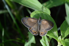 Pharneuptychia pharnabazos