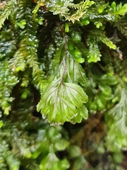 Hymenophyllum wilsonii