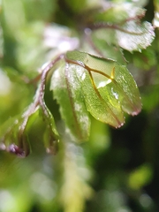 Hymenophyllum wilsonii