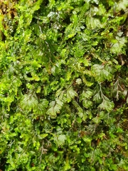 Hymenophyllum wilsonii