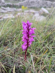 Orchis olbiensis