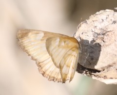 Mestra hersilia semifulva