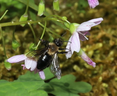 Andrena carlini