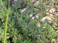 Thymus longicaulis longicaulis