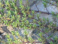 Thymus longicaulis longicaulis
