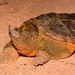 Common Snapping Turtle - Photo (c) Andrew DuBois, some rights reserved (CC BY-NC)