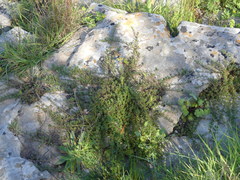 Thymus longicaulis longicaulis