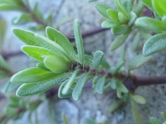 Thymus longicaulis longicaulis