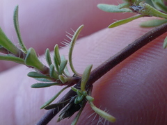 Thymus longicaulis longicaulis