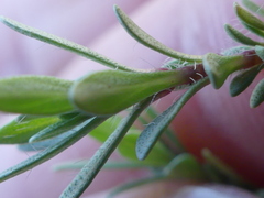 Thymus longicaulis longicaulis