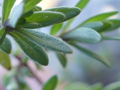 Thymus longicaulis longicaulis