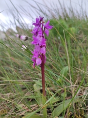 Orchis olbiensis