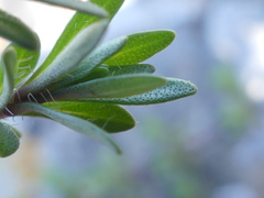 Thymus longicaulis longicaulis