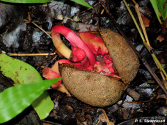 Vateria indica
