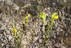 Scutellaria orientalis