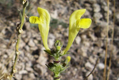 Scutellaria orientalis