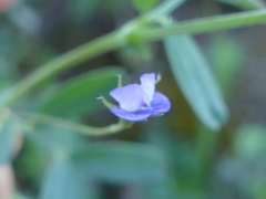 Vicia lenticula