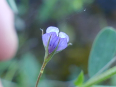 Vicia lenticula
