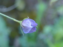 Vicia lenticula