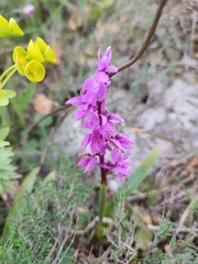 Orchis olbiensis