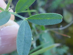 Vicia lenticula