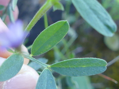 Vicia lenticula