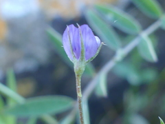Vicia lenticula