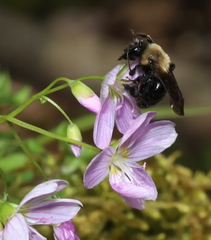Andrena carlini