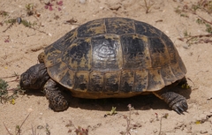 Testudo graeca