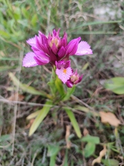 Anacamptis papilionacea grandiflora