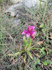 Anacamptis papilionacea grandiflora
